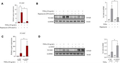 Nuciferine induces autophagy to relieve vascular cell adhesion molecule 1 activation via repressing the Akt/mTOR/AP1 signal pathway in the vascular endothelium